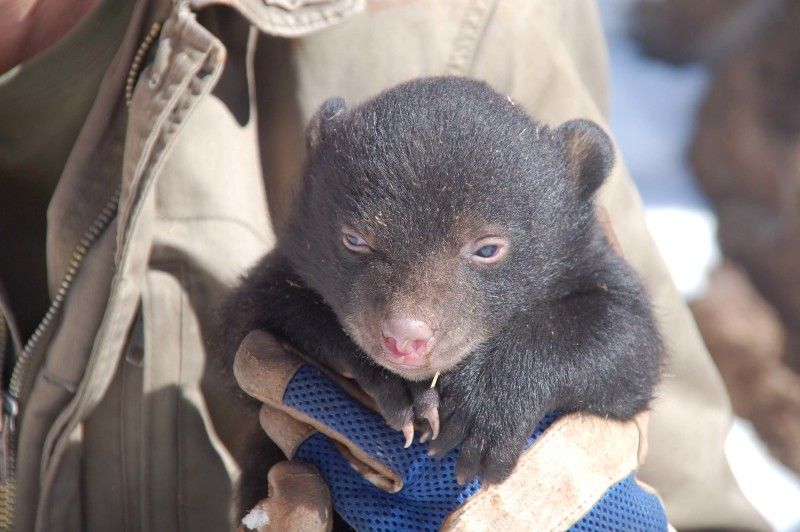 Bearizona Wildlife Park