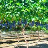Verde Valley Wine Consortium