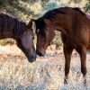 Equine Guidance ®