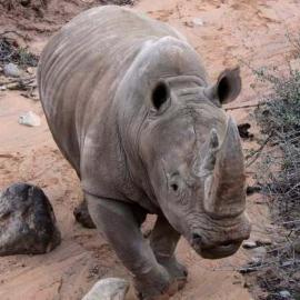 Rhino1