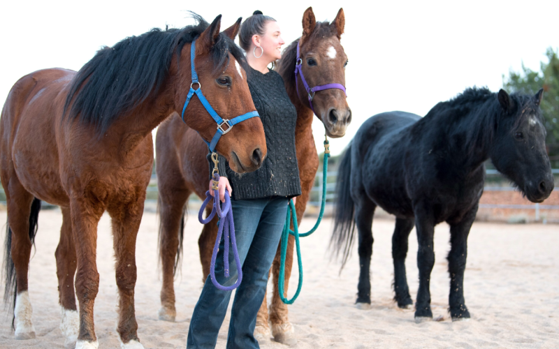 Equine Guidance ®