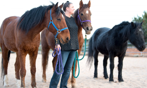Equine Guidance ®